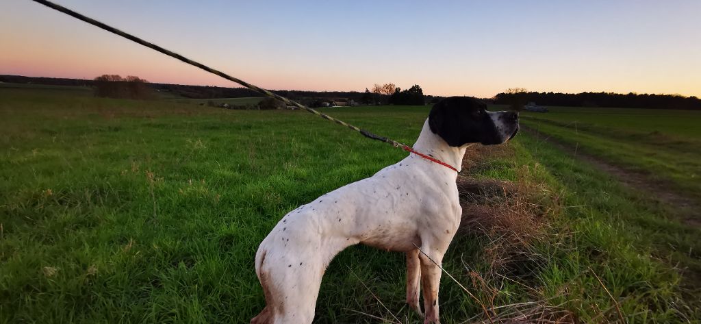 Riley Des Brandes Du Poitou