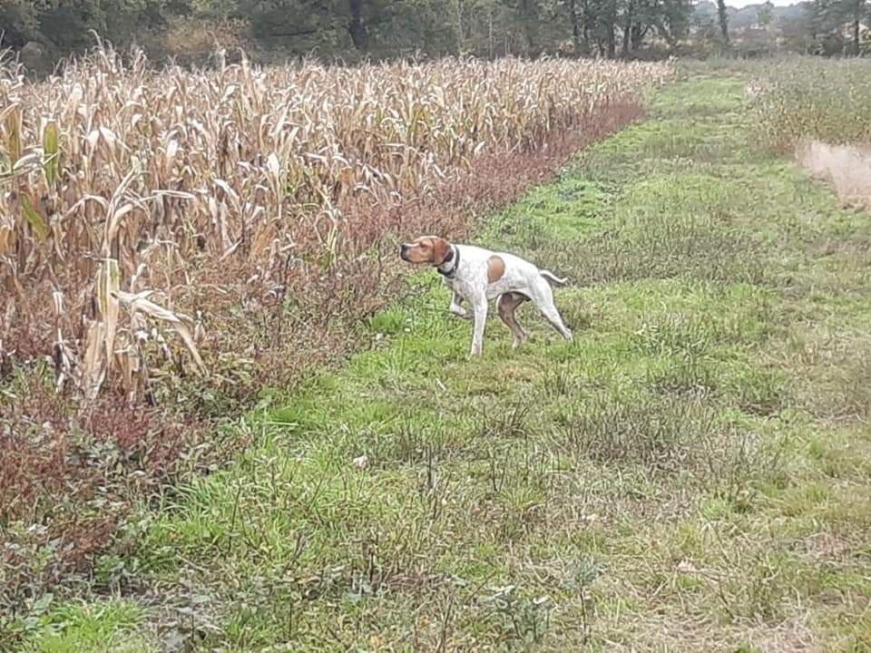 Des Brandes Du Poitou - Pointer - Portée née le 20/08/2019